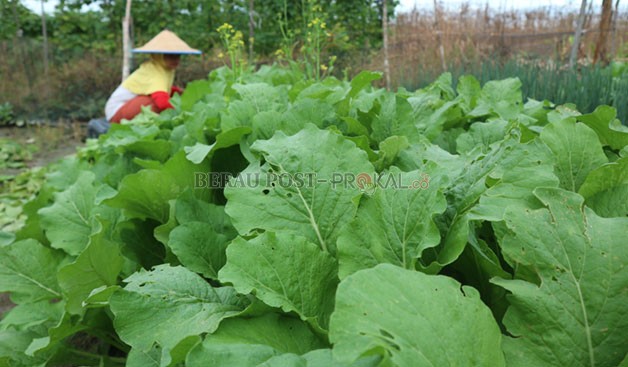 BERPENGARUH: Fenomena La Nina turut berdampak pada sektor pertanian.