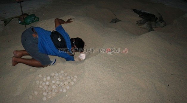 CEK TELUR PENYU:  Petugas BKSDA Kaltim melakukan pemeriksaan terhadap telur penyu yang berada di sekitar Pulau Sangalaki.