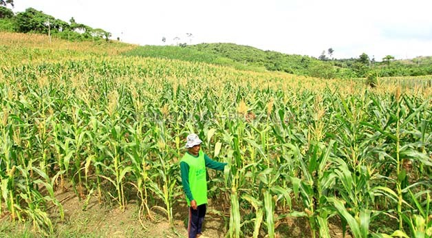 JAUH MENURUN: Tahun ini Pemerintah Pusat telah mengalokasikan benih jagung untuk 1.460 hektare di Berau. Jumlah itu jauh menurun jika dibandingkan pada tahun sebelumnya yang mencapai 11.550 hektare.