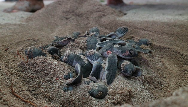 PENANGKARAN SEMENTARA: Tukik-tukik yang baru menetas langsung diamankan petugas konservasi ke kolam yang menjadi penangkaran sementara, sebelum dilepasliarkan ke laut lepas.