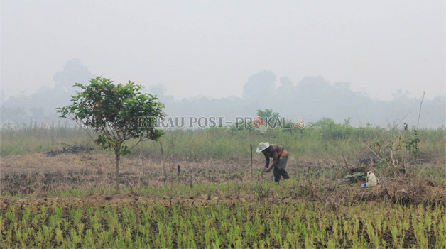 BERNAPAS LEGA: Perum Bulog mulai Januari hingga November sudah menyerap 100 ton beras petani lokal.