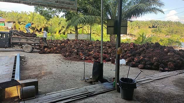 HARUS BERMITRA: Disbun Berau mendorong para petani sawit mandiri menjalin kemitraan dengan perusahaan, agar harga jual TBS bisa lebih baik.