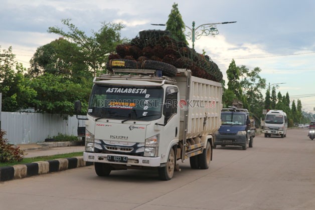 AGAR STABIL: Disbun Berau akan membuat standar maksimal dan minimal pada pembelian harga tandan buah segar (TBS).