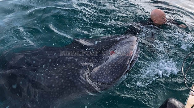 DAYA TARIK WISATAWAN: Whale shark kerap terlihat hampir setiap pagi hari di perairan Talisayan.
