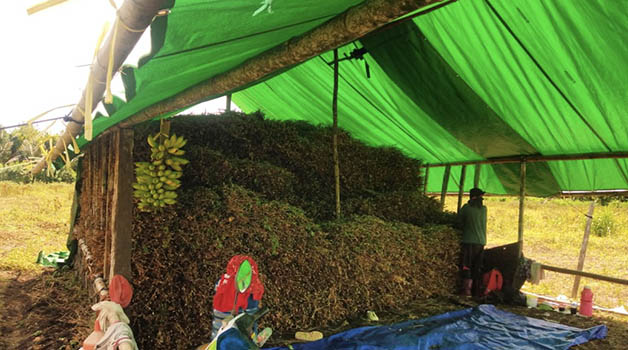 DIKEMBANGKAN LAGI: Penanaman kedelai di Berau sempat dilakukan di tahun 2021 lalu. Namun pemasaran yang sulit, membuat banyak petani memilih beralih menanam jagung.