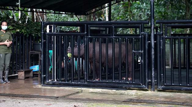 LANGKA: Pahu menjadi harapan terakhir pembiakan spesies badak di Kaltim.