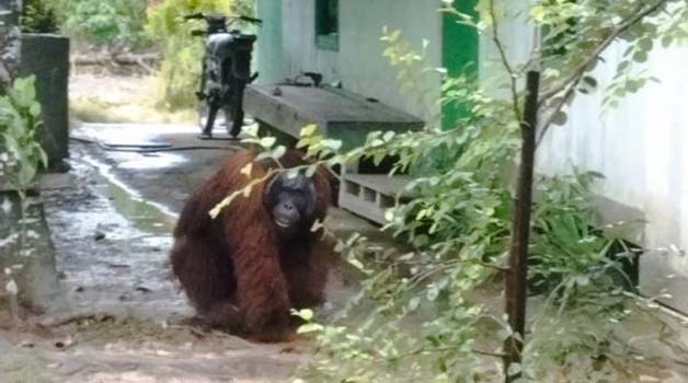 AKAN DIEVAKUASI: Orang utan yang memasuki permukiman warga di Kampung Sido Bangen, Kecamatan Kelay.