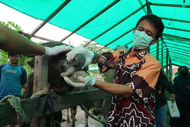 PEMANTAUAN HEWAN TERNAK: Petugas dari Distanak Berau saat melakukan pengecekan kesehatan hewan beberapa waktu lalu.