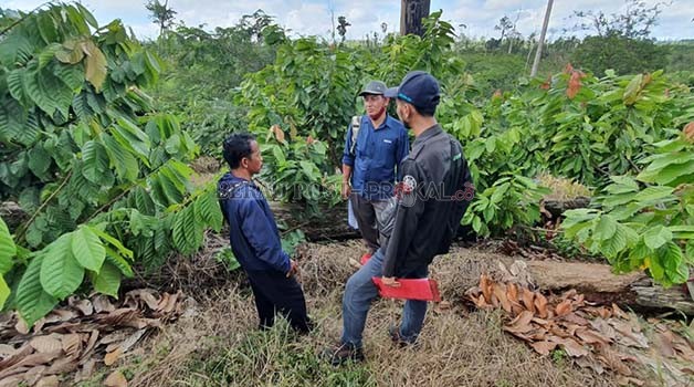PENILAIAN: Panitia lomba Petani Kakao Lestari saat melakukan penilaian terhadap kebun para peserta.