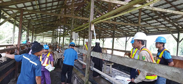 LAKUKAN PEMERIKSAAN: Kepala Distanak Berau Junaidi, turut melakukan pengecekan kesehatan sapi dan kambing di lokasi eks tambang yang dimanfaatkan untuk peternakan.