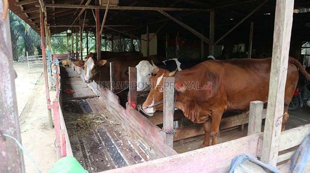 HEWAN TERNAK: Dinas Pertanian dan Peternakan (Distanak) Berau membutuhkan regenerasi ternak untuk memenuhi kebutuhan masyarakat.