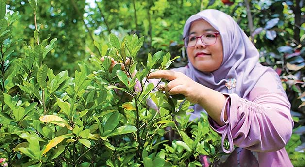 RASA MANIS ASAM: Wita memotong daun kering miracle berry.