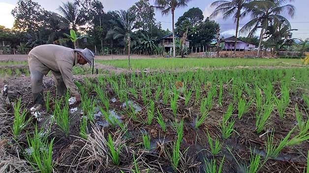 PENGHASIL PADI: Salah satu petani padi yang berada di Kabupaten Berau saat bercocok tanam.