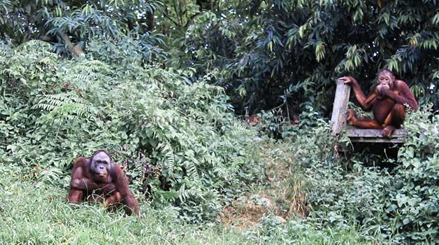 PULAU PRARILIS: Sebelum kembali dilepasliarkan, orangutan yang sudah dinyatakan layak akan dipantau kembali di Pulau Prarilis.