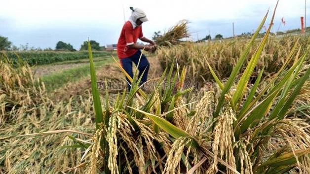 SANGAT MENJANJIKAN: Potensi sektor pertanian di Berau masih cukup besar untuk terus dikembangkan.