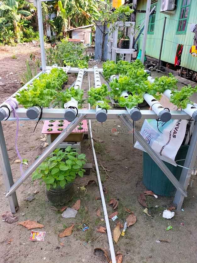 MULAI MANDIRI: Selain kaya akan tangkapan lautnya, kini Kampung Tanjung Batu, Pegat Batumbuk dan Pulau Derawan mulai mengelola pertanian hortikultura dan hidroponik untuk memenuhi kebutuhan sayur-mayur mereka