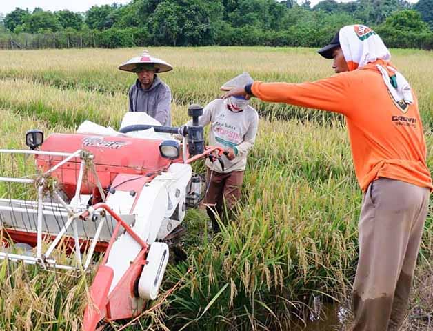 PERLU PERHATIAN: Sektor pertanian dinilai masih perlu perhatian maksimal Pemkab Berau.