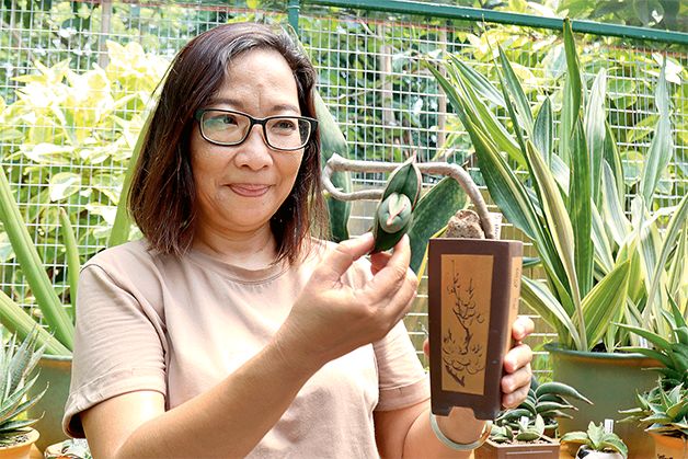 JERNIHKAN KUALITAS UDARA: Fifi dengan koleksi sansevieria miliknya. Khusus Sansevieria Mozambik berciri khas lurik seperti sisik ikan. Warnanya pun khas.