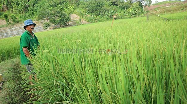 PETANI PADI: Salah seorang petani padi yang berada di Kecamatan Teluk Bayur.