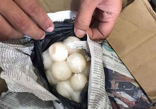 Total ada 9 kardus isi telur penyu.