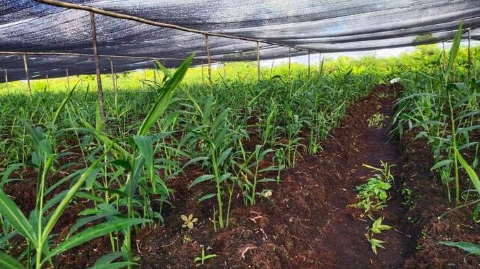 TUMBUH SUBUR: Tanaman jahe yang dikembangkan petani di Mempawah. Istimewa