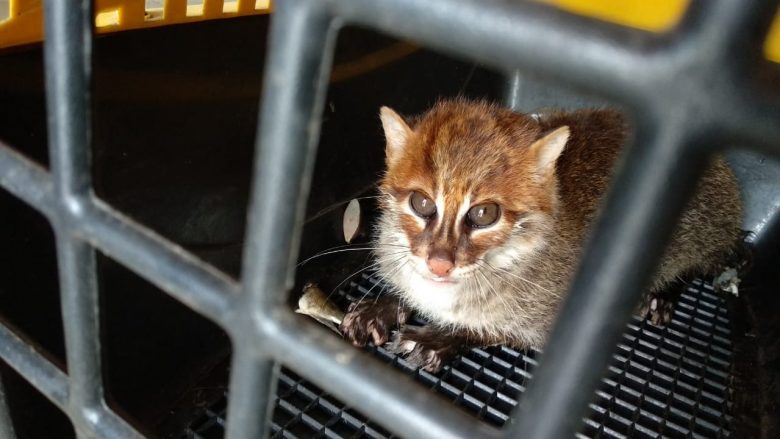 DIEVAKUASI: Kucing tandang yang merupakan satwa dilindungi, dievakuasi dari kasus pemeliharaan di Kecamatan MHS, (10/4).