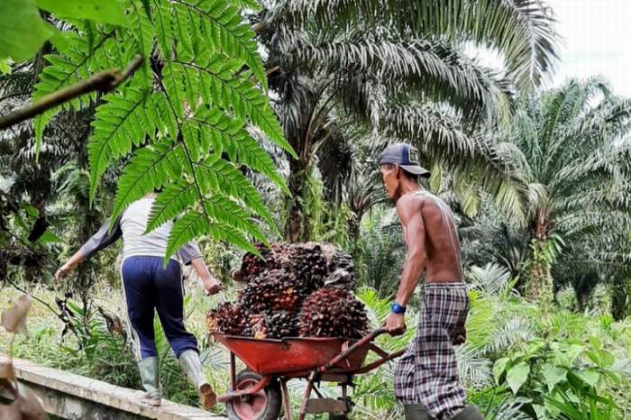 DORONG: Kegiatan petani sawit di kebun. Harga masih bagus, petani senang. FOTO ANTARA