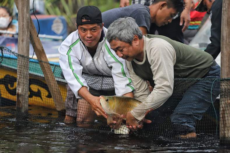 LEPASLIAR: Kegiatan pelepasliaran indukan ikan arwana super red di Danau Sentarum Kabupaten Kapuas Hulu, 23 Oktober 2021.TNBKDS FOR PONTIANAK POST