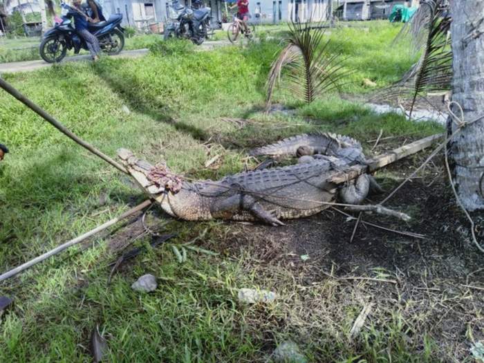 Buaya yang ditapkap warga di Tanjung Satai. (Istimewa)