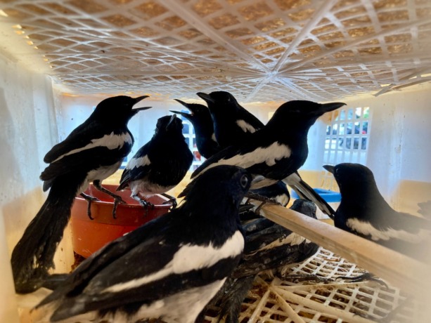 KERAP DIBURU: Perburuan dan perdagangan burung berkicau di habitat aslinya kian masif. Balai Karantina Pertanian Kelas I Pontianak kerap mengamankan ratusan burung yang hendak diselundupkan ke Pulau Jawa melalui pelabuhan Dwikora Pontianak. (ARIEF NUGROHO