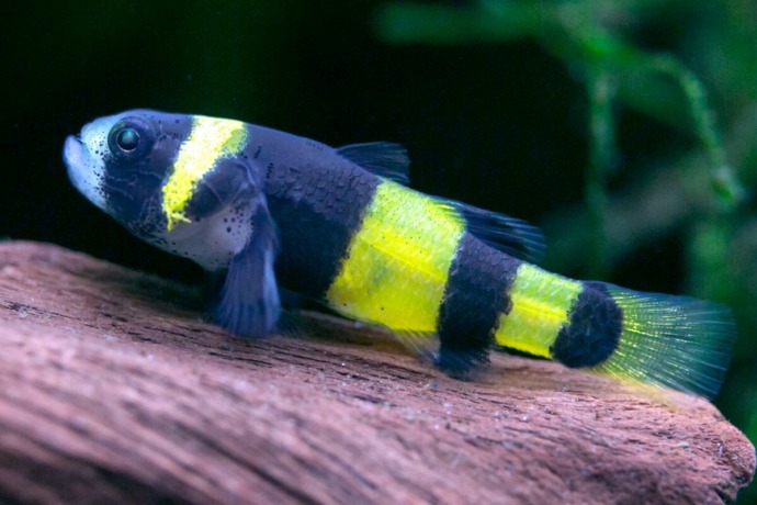 Bumblebee Goby