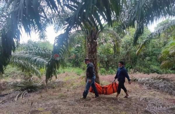 EVAKUASI: Mayat pasutri yang ditemukan di perkebunan sawit di Desa Seluas saat dievakuasi oleh petugas. ISTIMEWA
