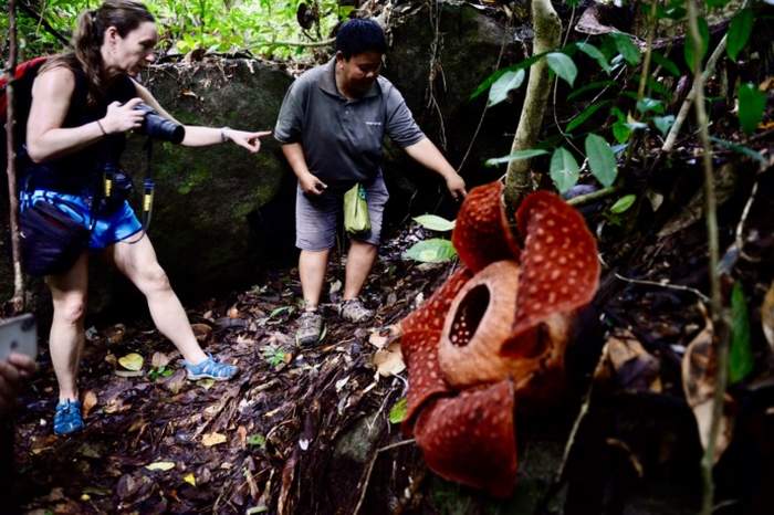 ABADIKAN MOMEN: Pengunjung Taman Nasional Gunung Gading, Sarawak, Malaysia saat mengabadikan momen makarnya bunga langka Rafflesia tuan muadae di kawasan taman nasional tersebut. (ARIEF NUGROHO/PONTIANAK POST)