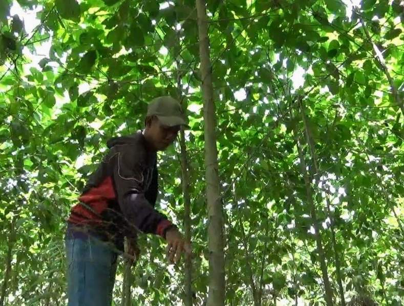 Warga dengan pohon kratom.