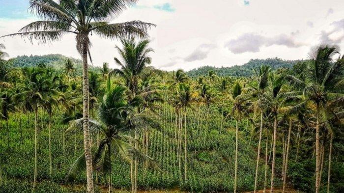 ilustrasi kebun kelapa