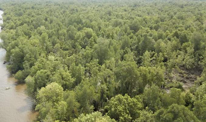 Kondisi hutan mangrove di desa Batu Ampar yang tegakan mulai berkurang akibat aktivitas penebangan pohon bakau untuk dijadikan arang. (Haryadi)