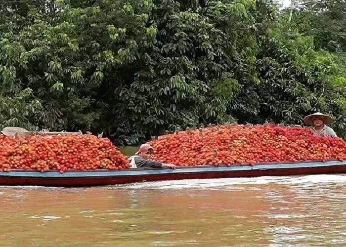 RAMBUTAN: Hasil panen rambutan yang melimpah saat diangkut menggunakan sampai di Sungai Sambas.