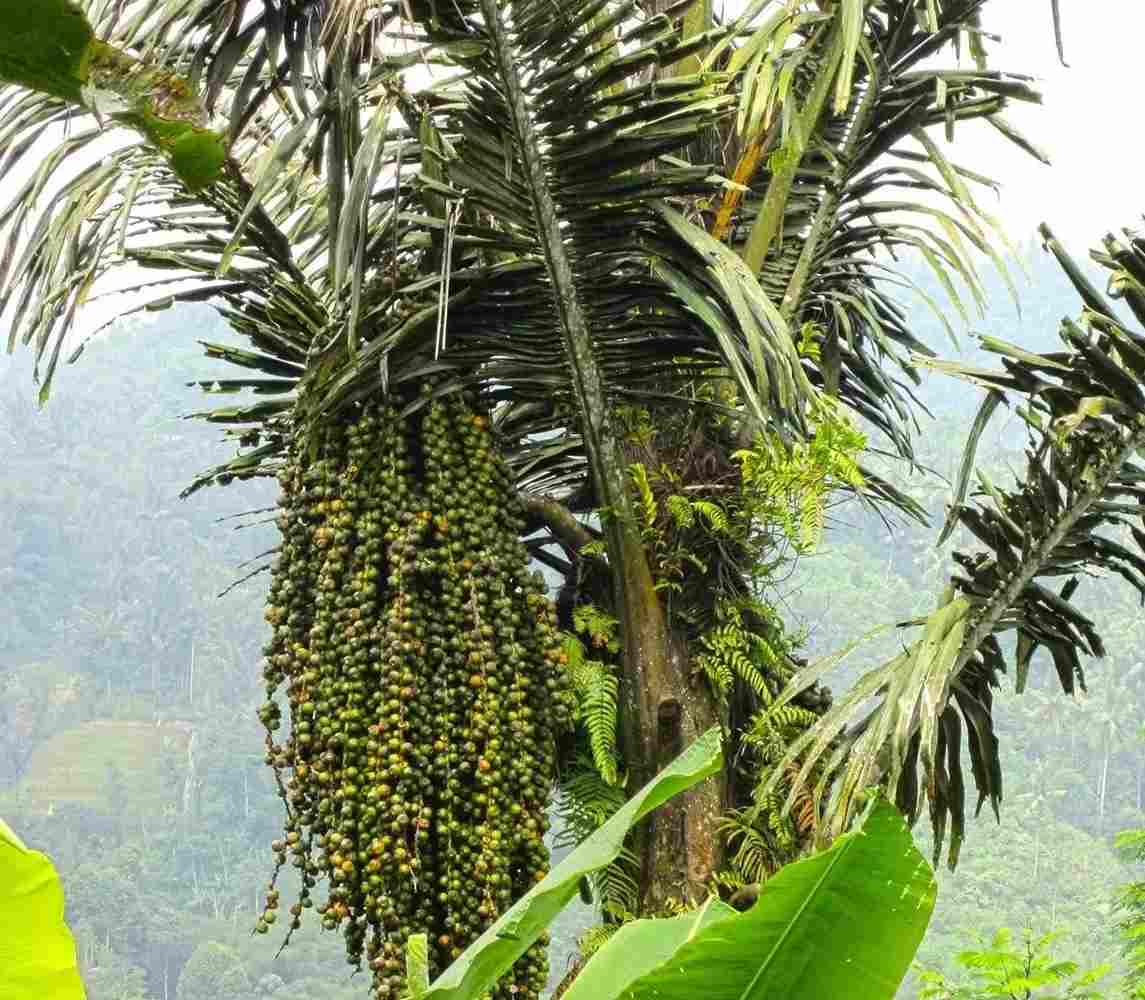 Bahan baku pembuatan gula aren berasal dari pohon enau atau pohon aping dalam bahasa daerah di tempat tersebut. (IST)
