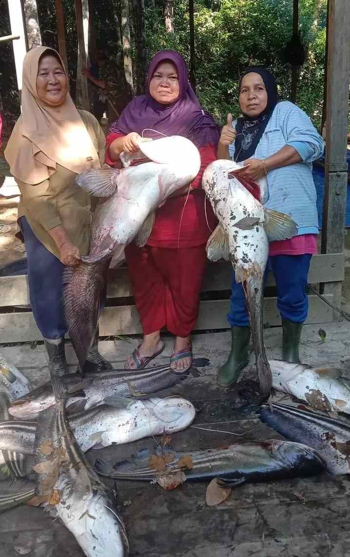 PANEN: Warga Sebelit Desa Desa Bakung Permai, Kecamatan Bunut Hulu, melakukan panen ikan tapah. (IST&nbsp;)