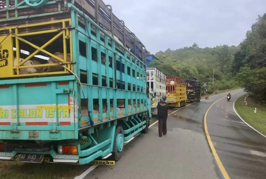 LEWAT DARAT: Sejumlah truk pengangkut ternak babi dari Bali saat dilakukan cek point di Nanga Tayap, Kabupaten Ketapang oleh petugas Dinas Perkebunan dan Peternakan (Didbunnak) Provinsi Kalbar. (ISTIMEWA)