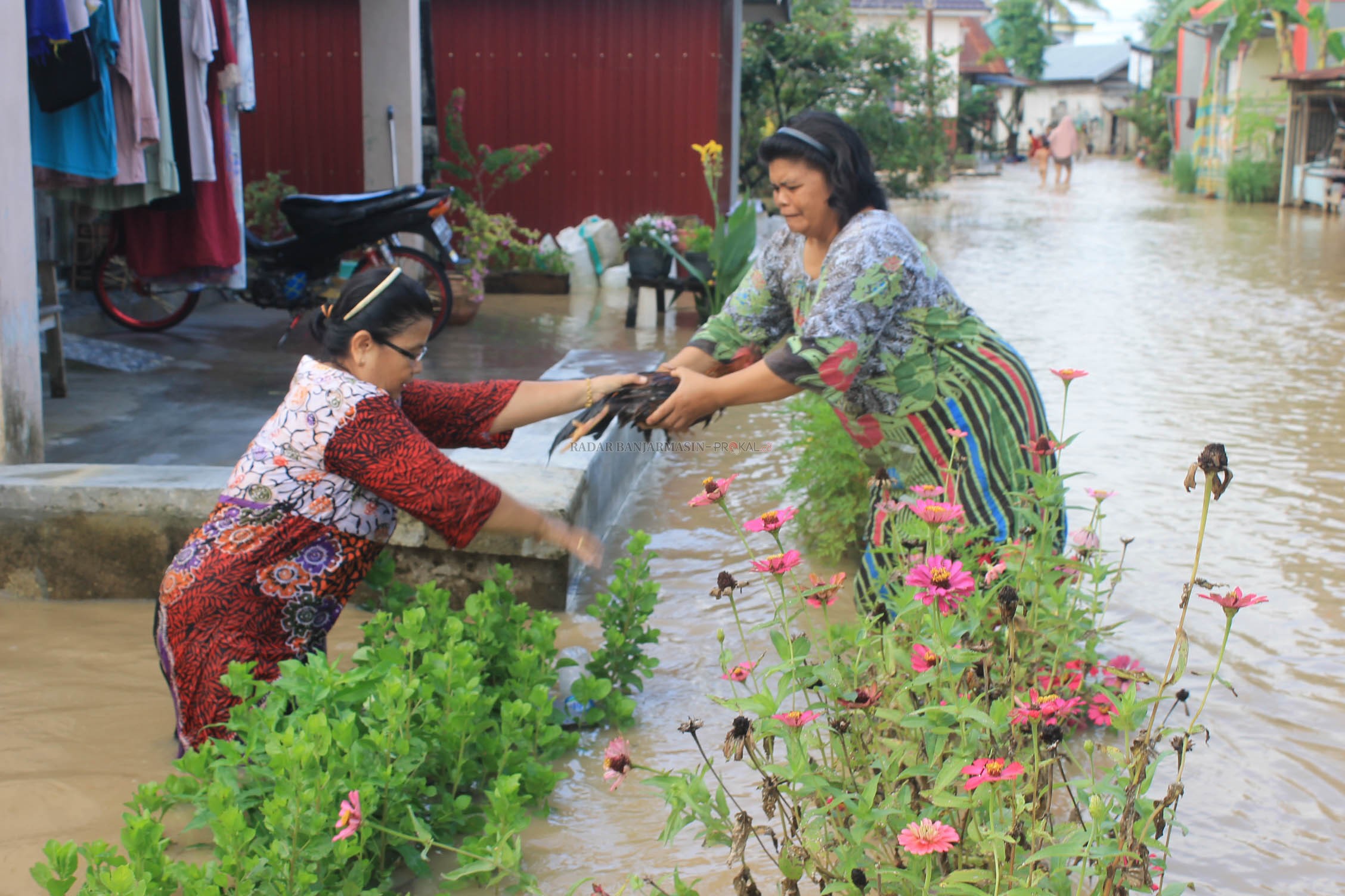 SAYANG AYAM: Para wanita menyelamatkan ternak di tengah banjir yang ada di Kelurahan Kupang, Kecamatan Tapin Utara. | FOTO: RASIDI FADLI/RADAR BANJARMASIN