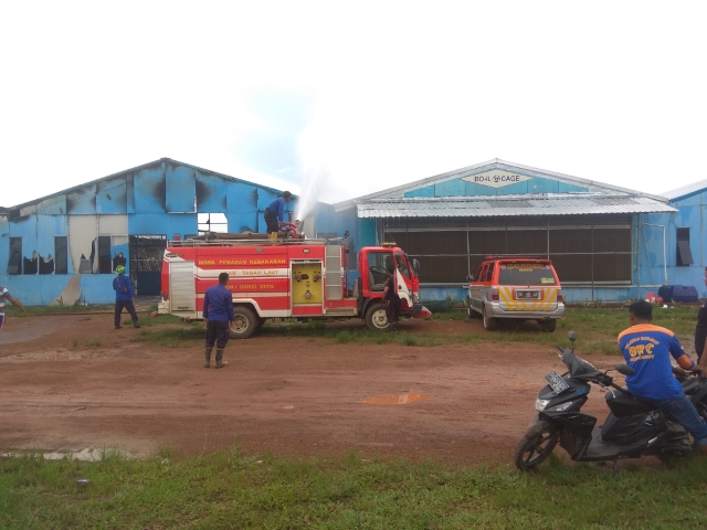 PEMBASAHAN: Aksi pemadaman kandang ayam petelur di Desa Bentok, Minggu (9/2).