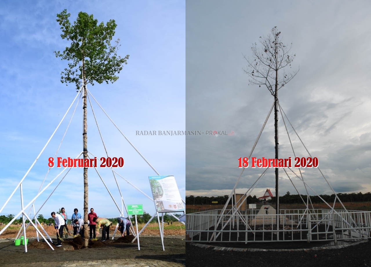 MERANGGAS: Kondisi pohon mersawa yang ditanam Presiden RI Joko Widodo di Hutan Pers Taman Species Endemik Indonesia di kawasan Perkantoran Pemprov Kalsel, pada peringatan Hari Pers Nasional (HPN) 2020 di Kalsel, Sabtu (8/2) lalu. Tampak meranggas, hal itu