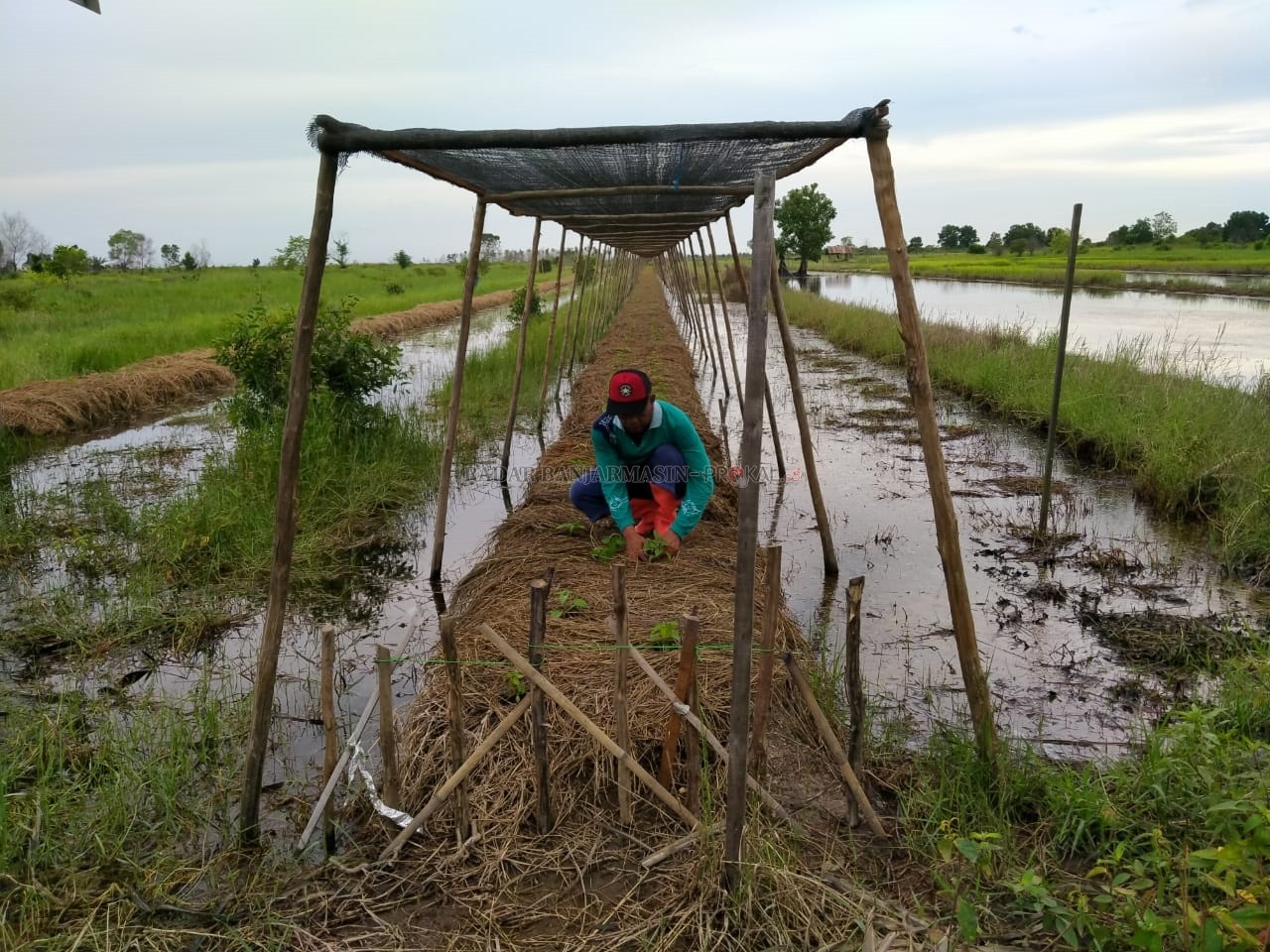 PERCOBAAN: Junaidi, salah seorang petani di Tapin menanam bibit cabai di tanah yang diatasnya dipasang paranet. | FOTO: RASIDI FADLY/RADAR BANJARMASIN