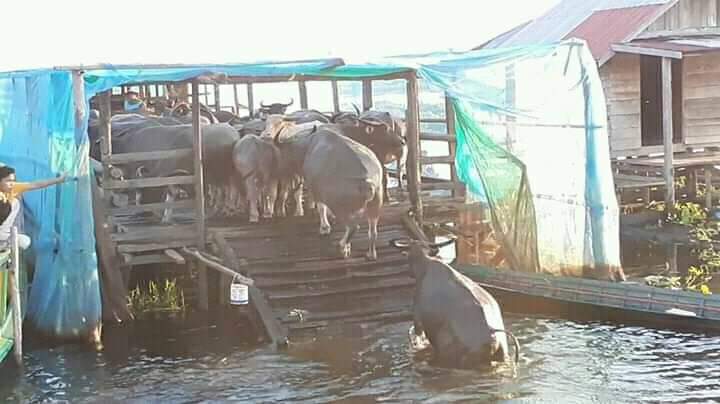 TERPAKSA DITUTUP: Objek wisata kerbau rawa  di Kabupaten Hulu Sungai Selatan (HSS). | FOTO: SALAHUDIN/RADAR BANJARMASIN