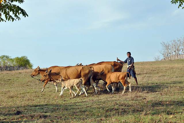 DAERAH PENGEMBANG: Sapi di Sumba, Nusa Tenggara Timur. Kalsel kembali membeli sapi dari NTT di tahun ini. | DOK/JAWA POS