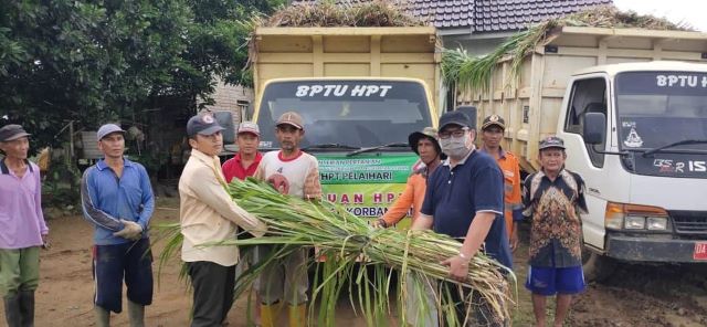RUMPUT: Peternak sapi di Desa Bajuin mendapat bantuan rumput untuk makan sapi pasca banjir melanda desa tersebut.