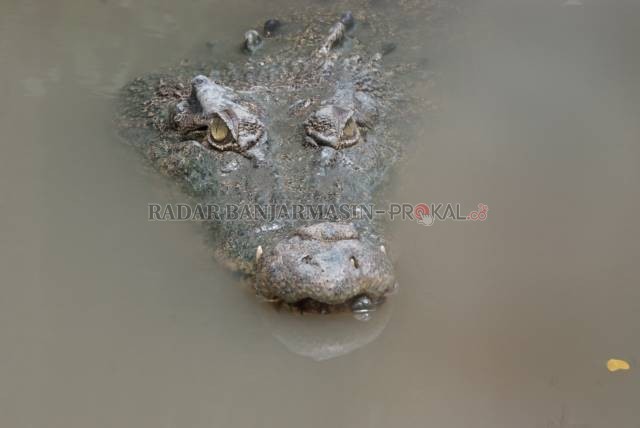 BUAYA MUARA: Salah satu koleksi Taman Satwa Jahri Saleh di zona reptil. Sejak pertengahan Maret, kebun binatang mini ini masih ditutup. | FOTO: WAHYU RAMADHAN/RADAR BANJARMASIN
