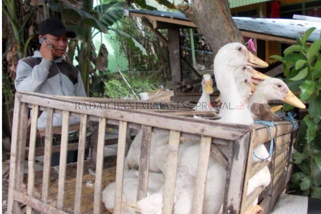 MULAI MENGGESER: Beternak itik Peking saat ini dirasa lebih menguntungkan dibanding itik Alabio. | Foto: Muhammad Akbar/Radar Banjarmasin