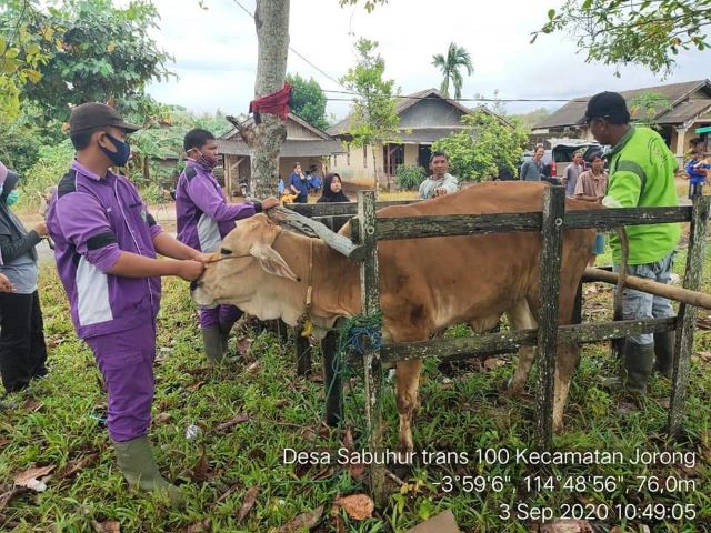 KEBUNTINGAN: Petugas sedang melakukan pendeteksian kebuntingan sapi sejak dini melalui PKB.